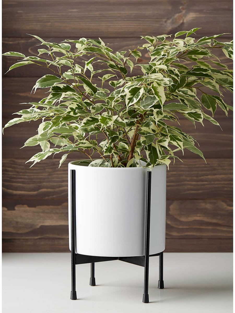 Planter in white vase with black holder