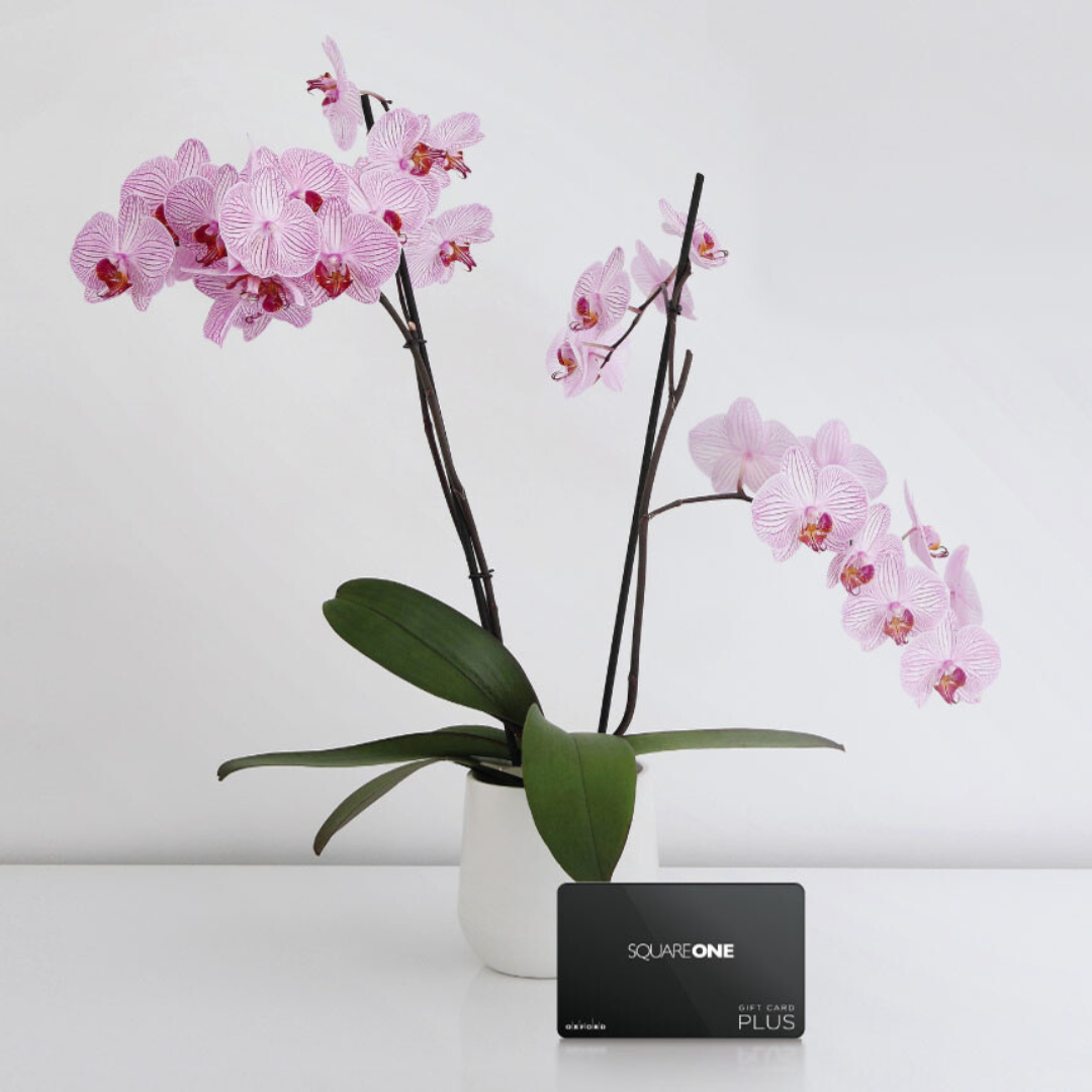 A potted orchid with a black SQ1 gift card