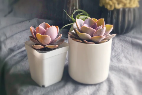 Two succulent plants.